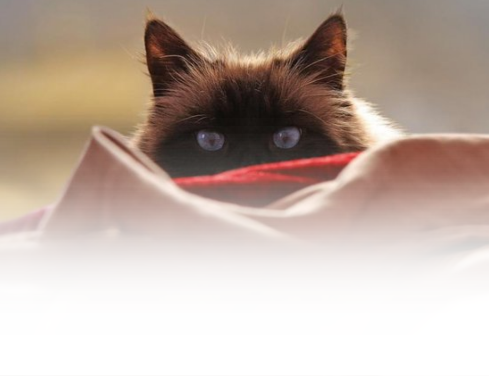 ELLENONLINE-BOEKEN_De-kat-van-de-dalai-lama