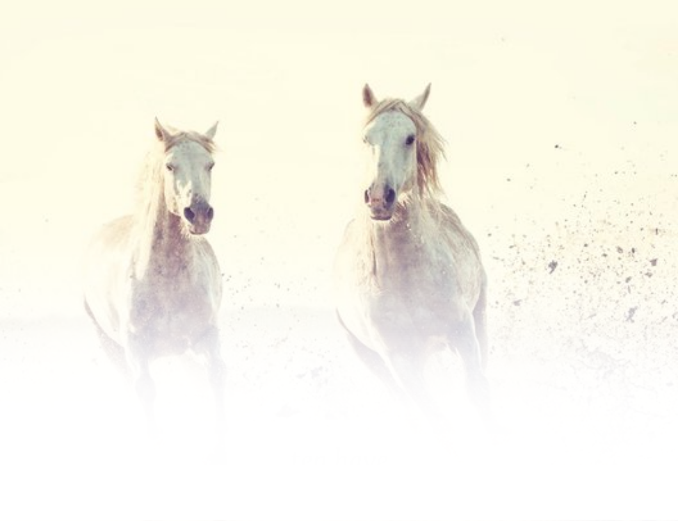 ELLENONLINE-BOEKEN_Geluk-zonder-voorwaarden